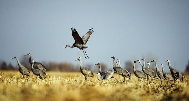 Cranes in January